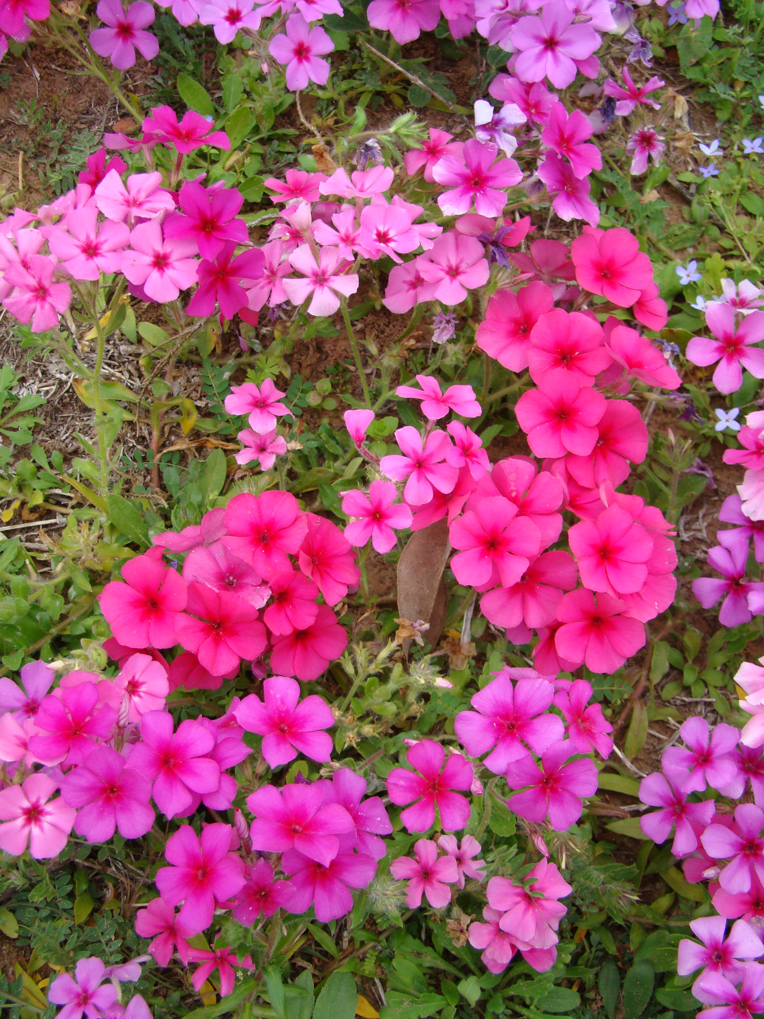 annual phlox
